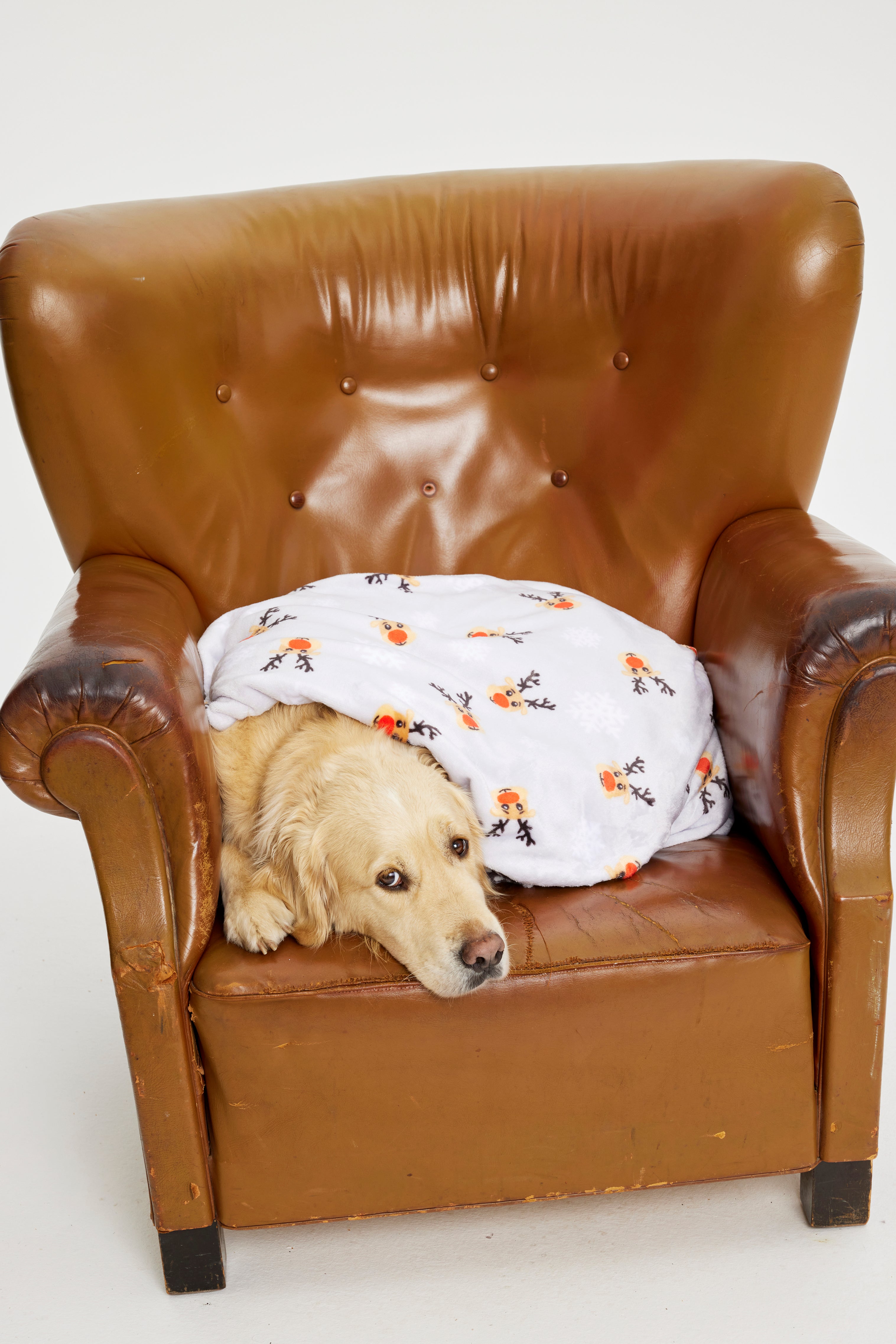 Een hond in een stoel met een kerstdeken.